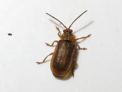 Galerucella pusilla