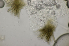 Cercospora mercurialis