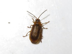 Galerucella pusilla