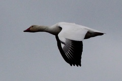 Anser caerulescens atlanticus