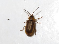Galerucella pusilla