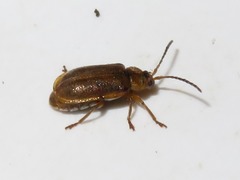 Galerucella pusilla