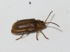Galerucella pusilla