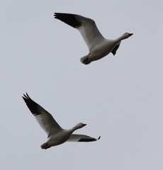 Anser caerulescens atlanticus