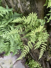 Cystopteris tennesseensis