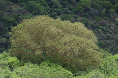 Ficus petiolaris