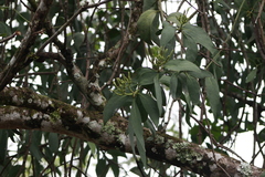 Psittacanthus cucullaris