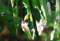 Kurochkinegramma hypogrammicum