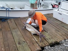 Rachycentron canadum