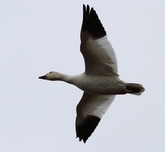 Anser caerulescens atlanticus