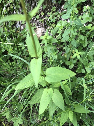 Nariuotasis bervidis nuotrauka