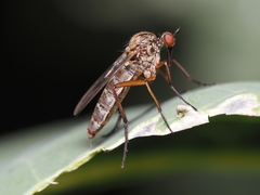 Empis livida