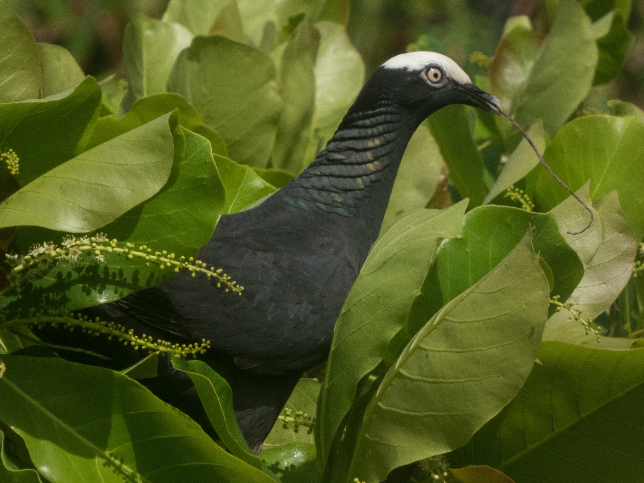 Pomba-de-coroa-branca (Patagioenas leucocephala) · BioDiversity4All