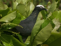 Patagioenas leucocephala