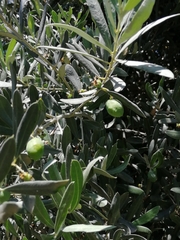 Olea europaea