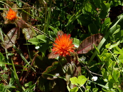 Gomphrena arborescens