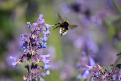 Bombus vestalis