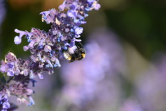 Bombus vestalis