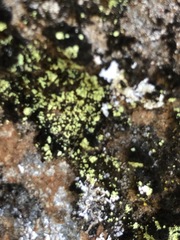 Arthrorhaphis citrinella