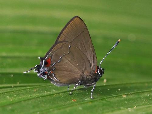 Arumecla galliena