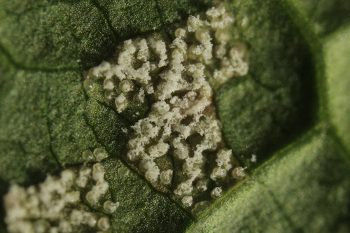 Cherry-Spruce Rust