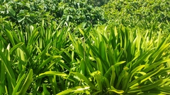 Hymenocallis littoralis