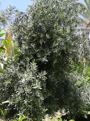 Olea europaea