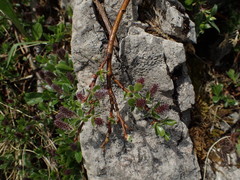 Salix alpina