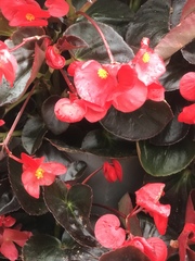 Begonia semperflorens-cultorum