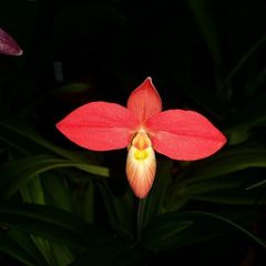 Phragmipedium besseae
