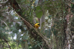 Gymnomystax mexicanus