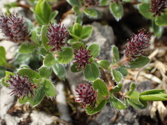 Salix alpina