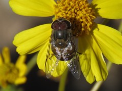Copestylum isabellina