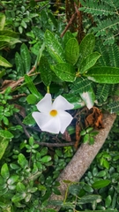 Rhabdadenia biflora