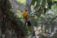Gymnomystax mexicanus