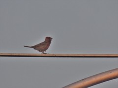 Haemorhous mexicanus