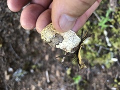 Coccomyces dentatus