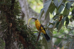 Gymnomystax mexicanus