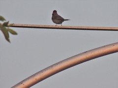 Haemorhous mexicanus