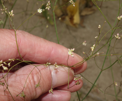 Eriogonum gordonii