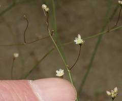 Eriogonum gordonii