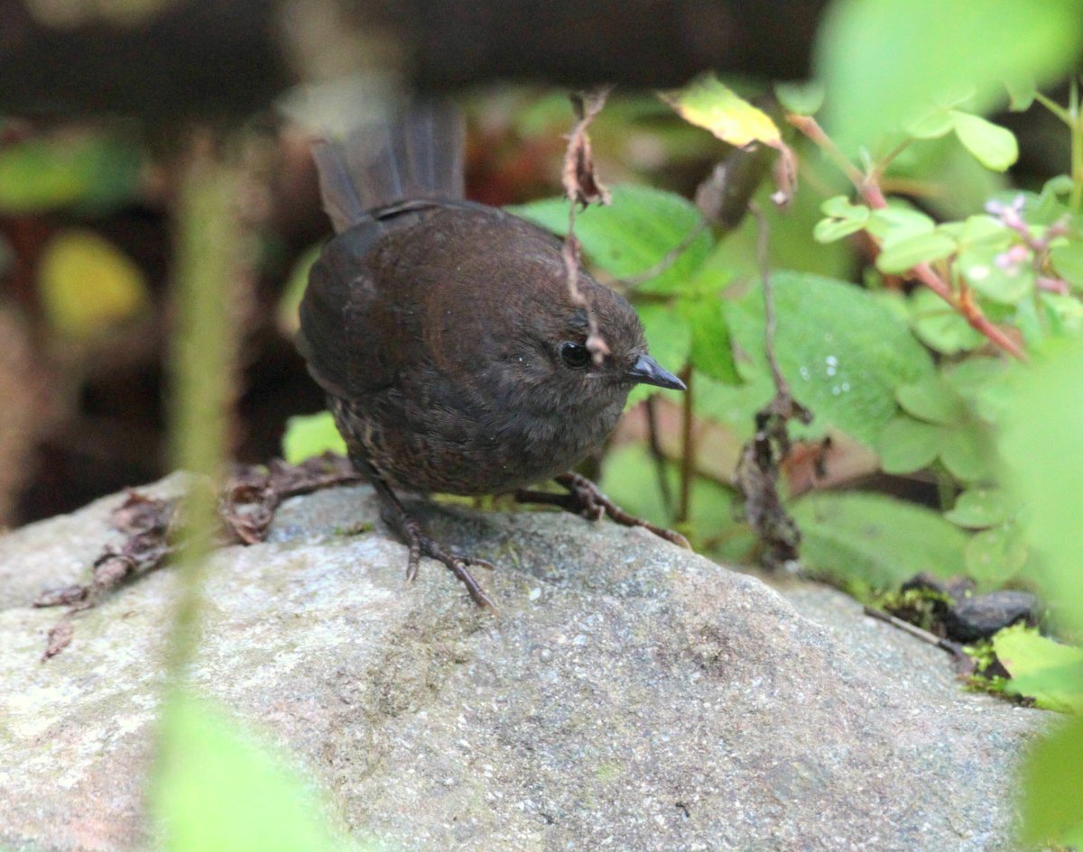 Spillmann's Tapaculo illustration