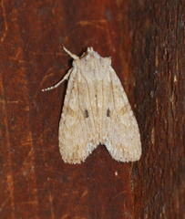 Lithophane signosa