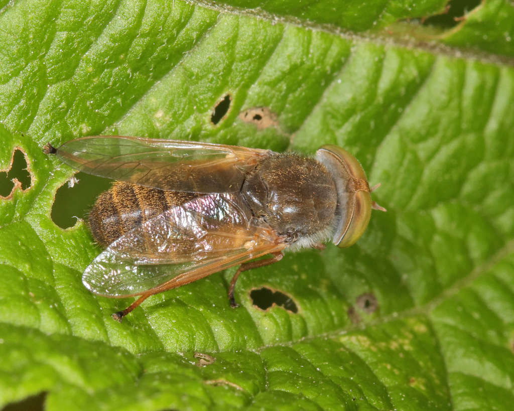 Atylotus hyalicosta
