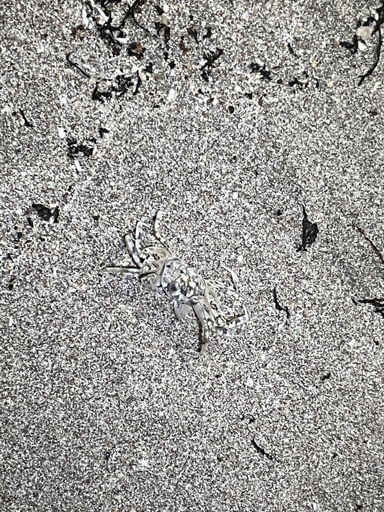 Gulf Ghost Crab