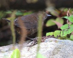 Scytalopus spillmanni