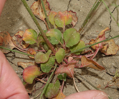 Eriogonum gordonii