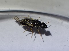 Nemotelus notatus