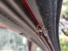 Acanthocephala alata