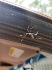 Acanthocephala alata